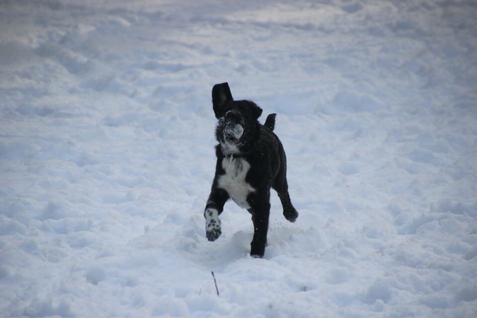 Haku im Schnee
