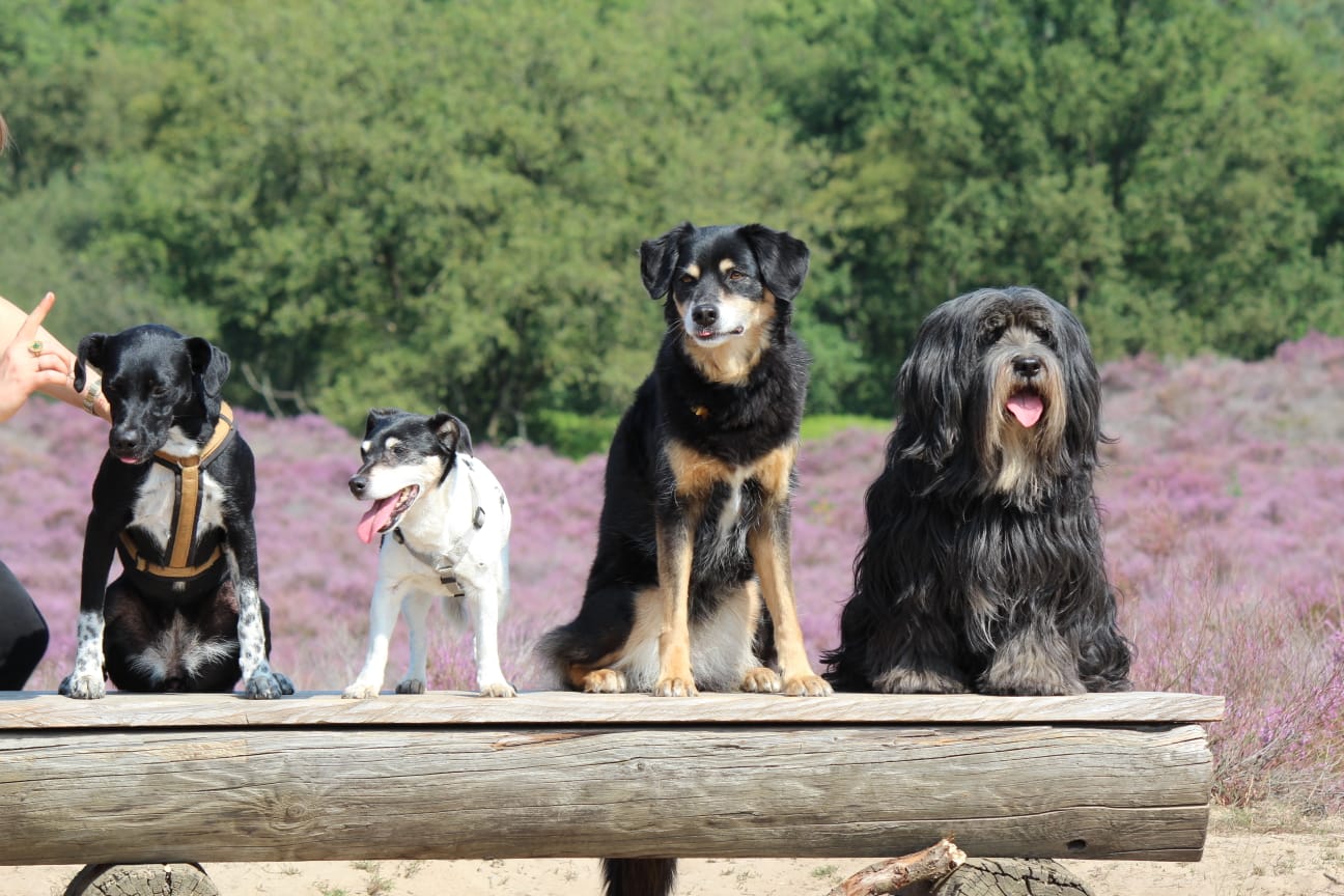 Hundebande