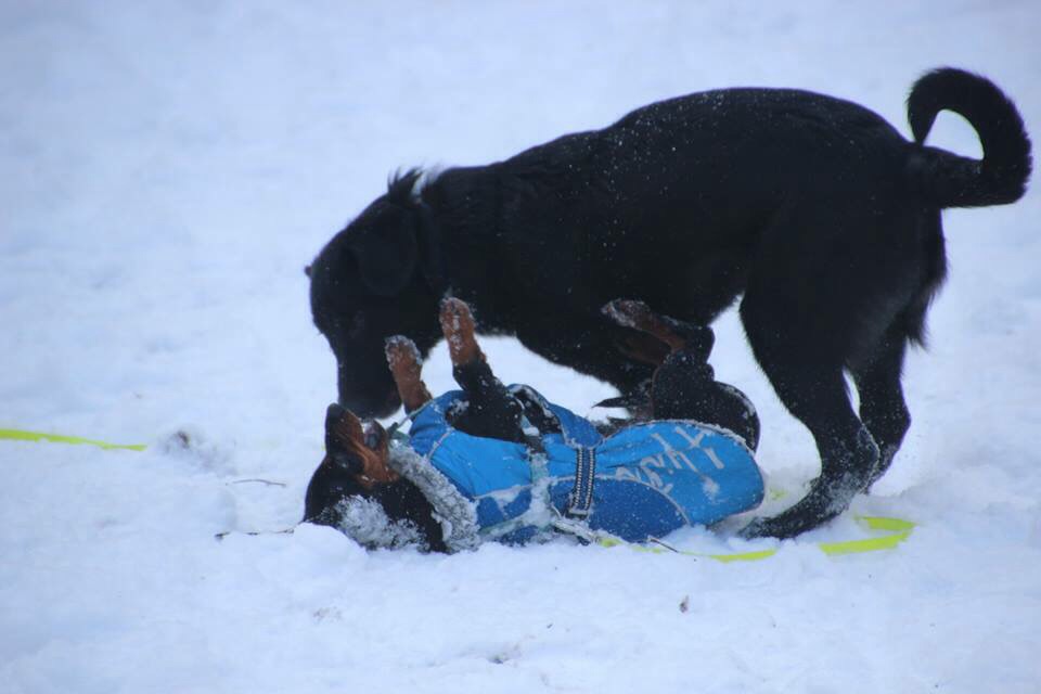 Haku im Schnee