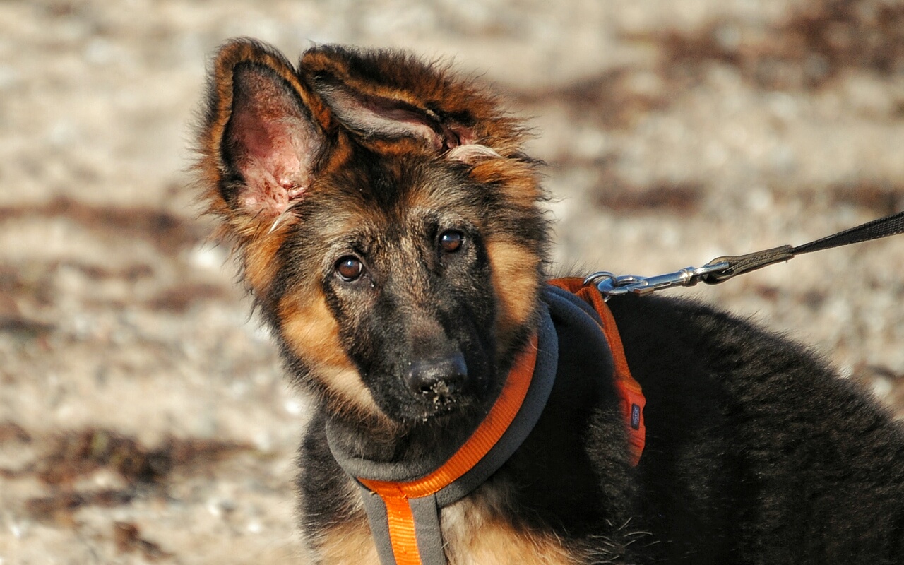 Mara