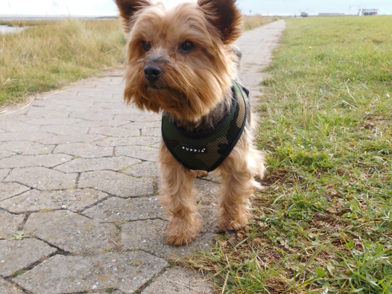 Charly in Greetsiel an der Nordsee