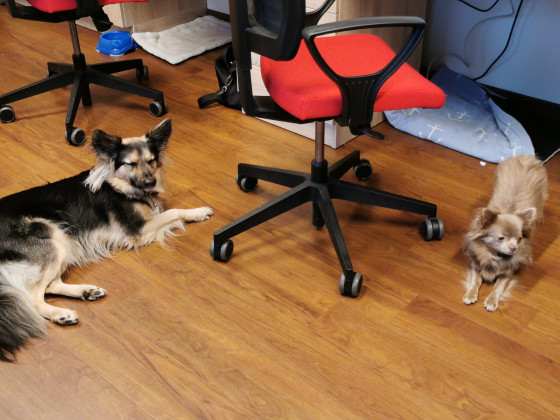 Die Bürohunde "Bella und Alwin"