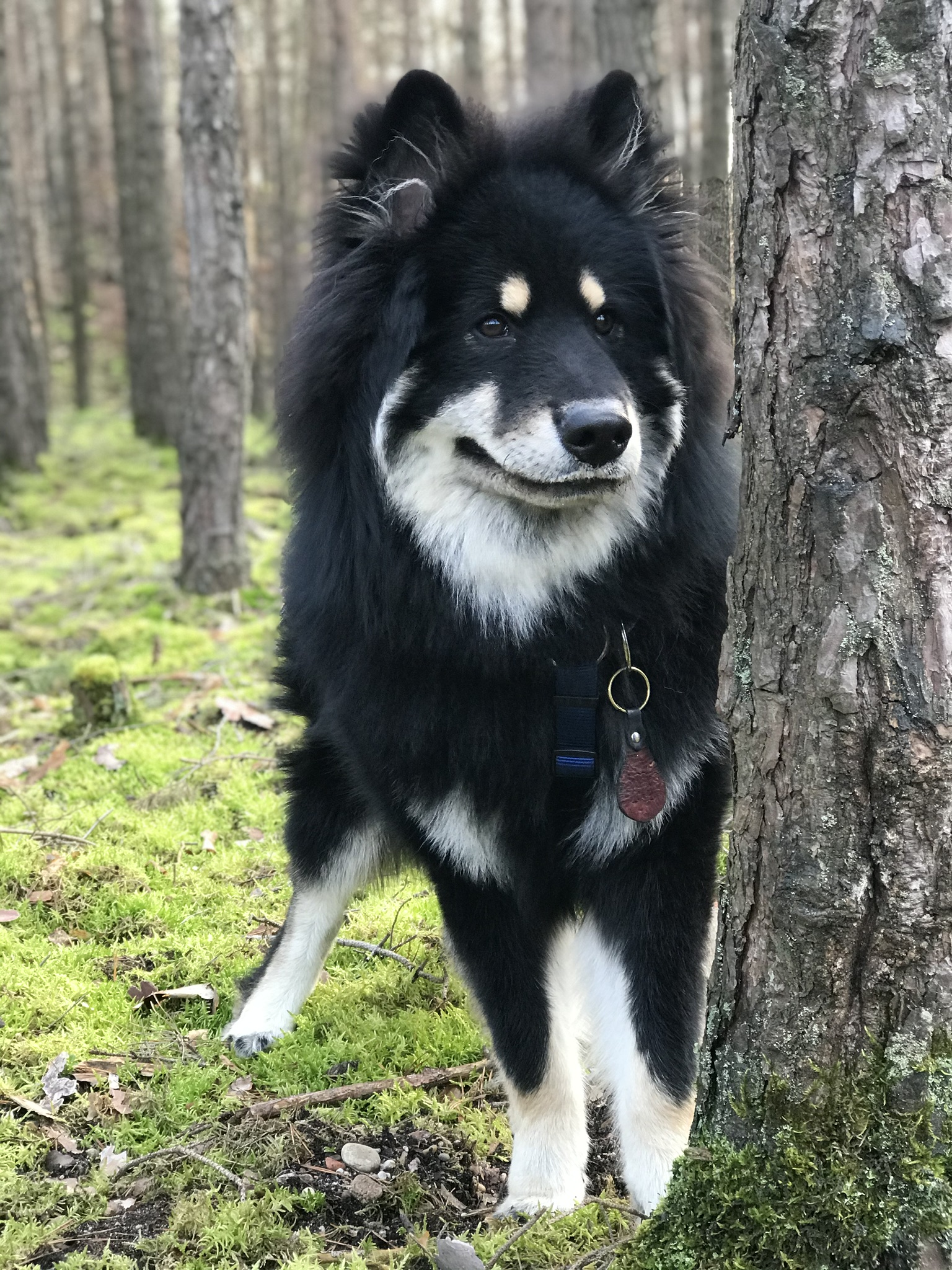 Wolf im Wald