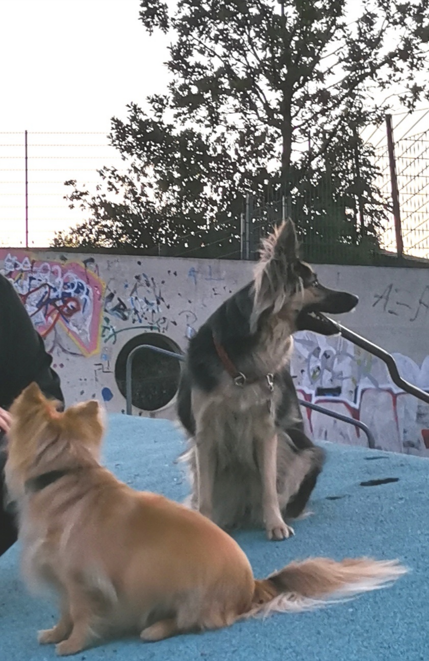 Bella und ihr Kumpel Loki auf dem "Spielplatz"