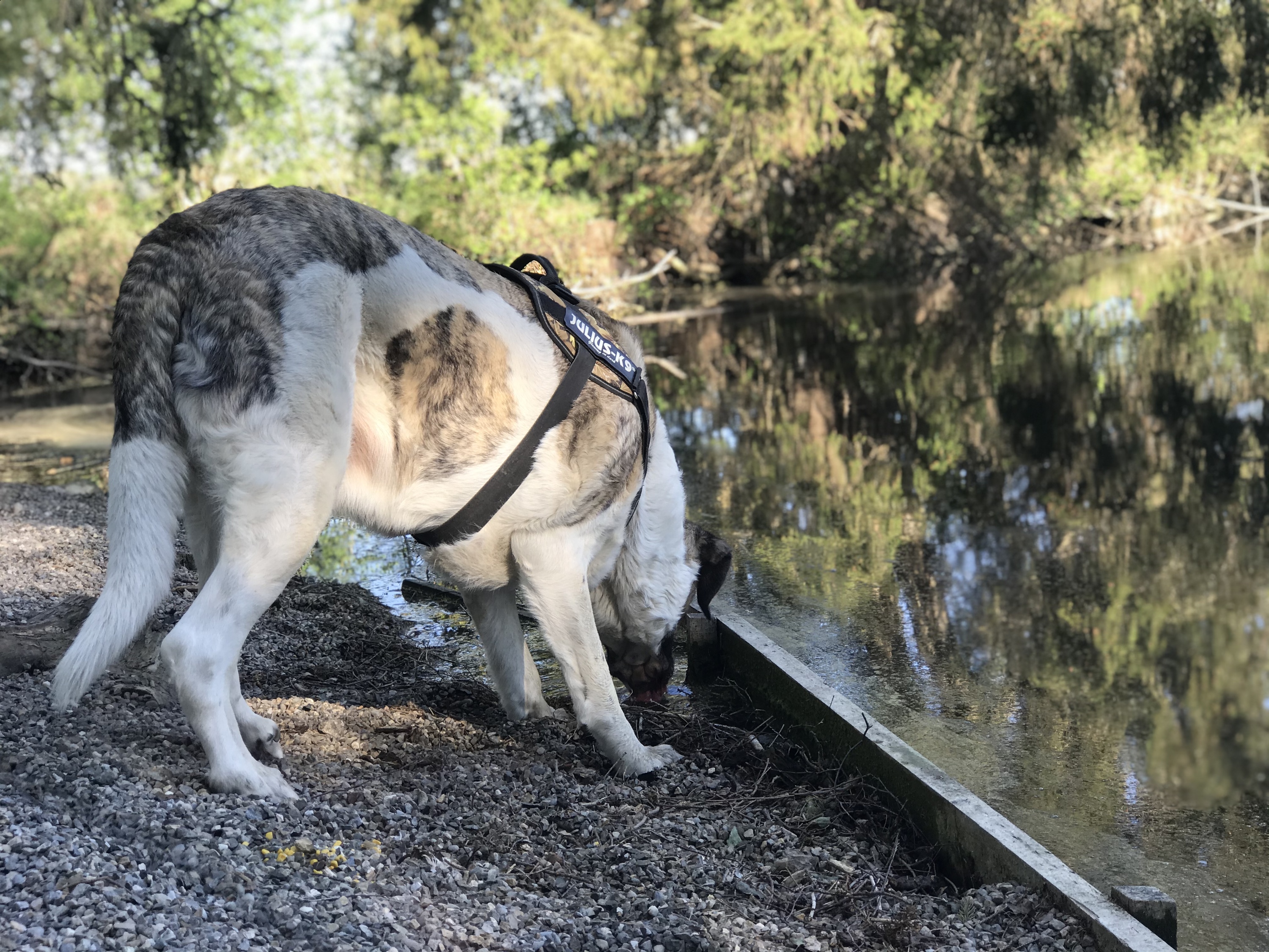 Balu - Transmontano Mastiff