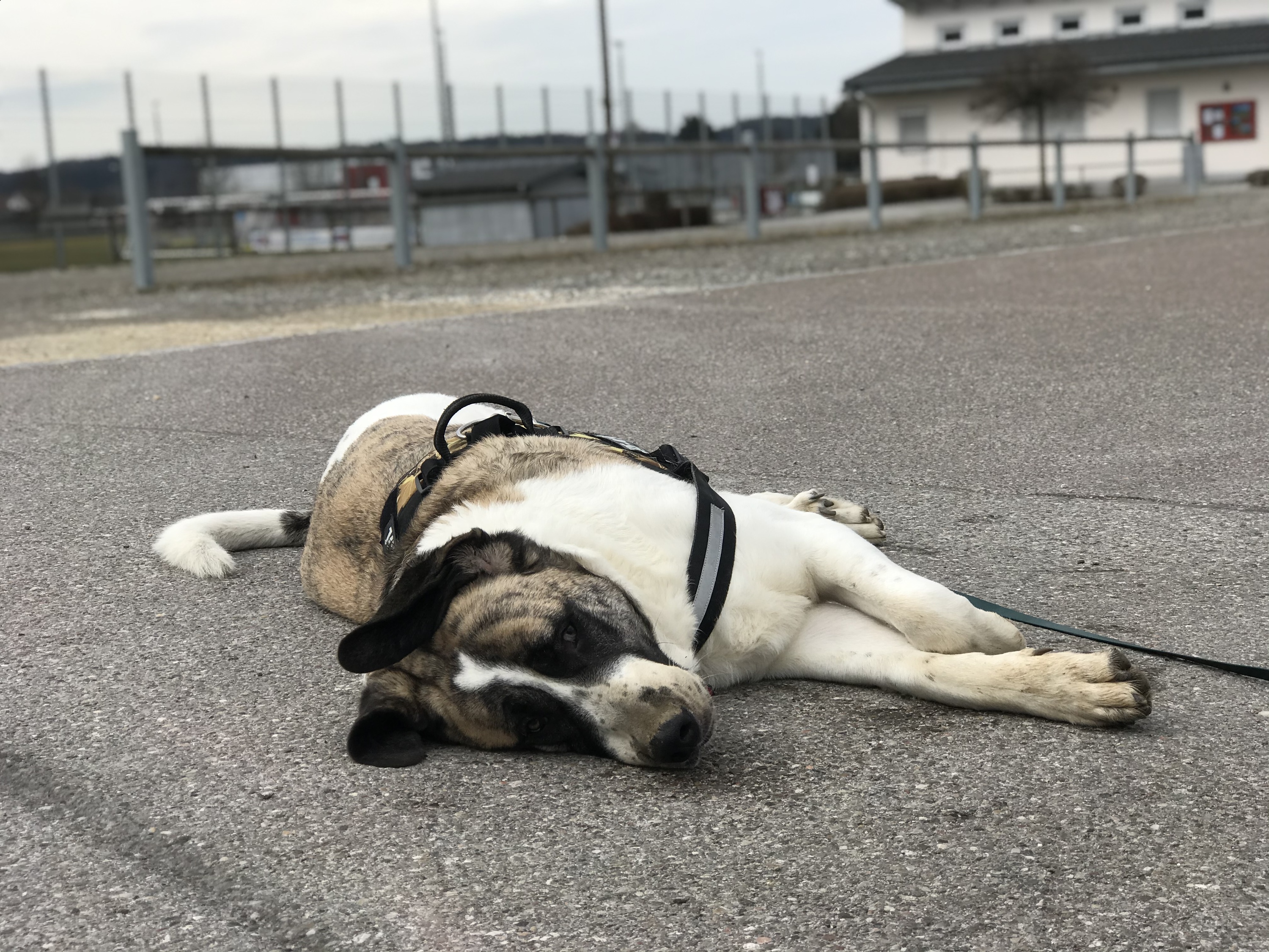 Balu - Transmontano Mastiff