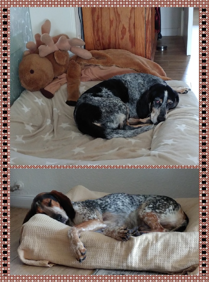 Bluetick Coonhound