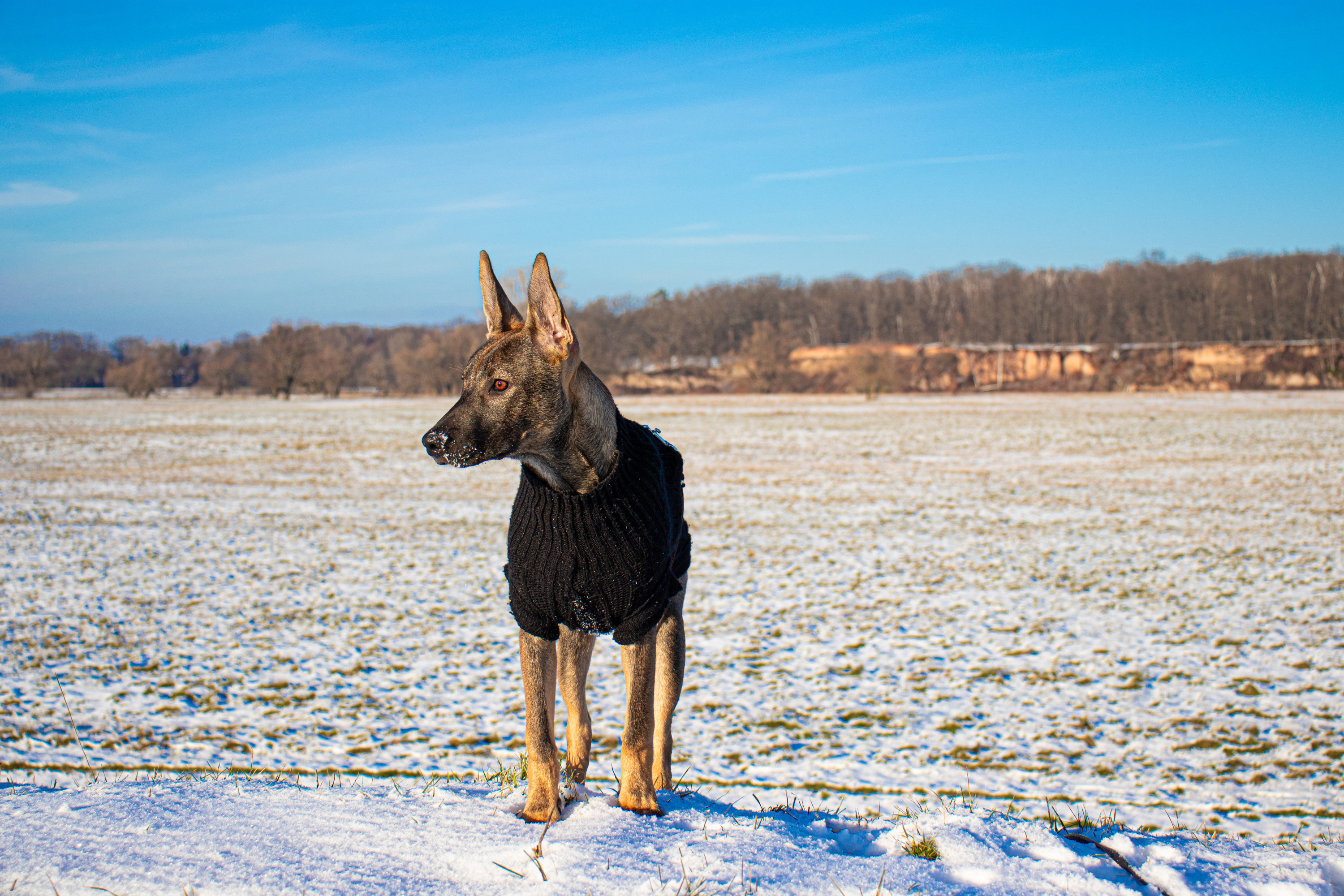 Ronja