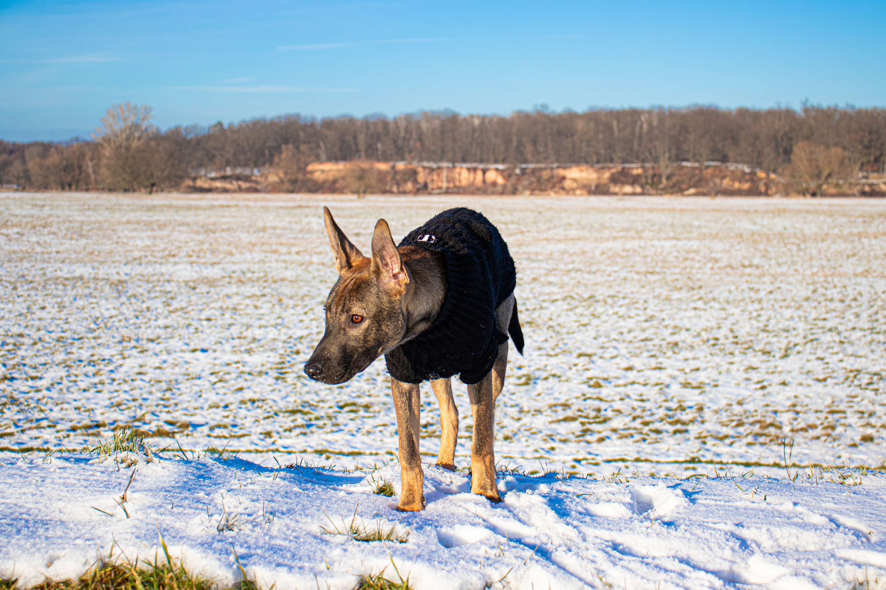 Ronja