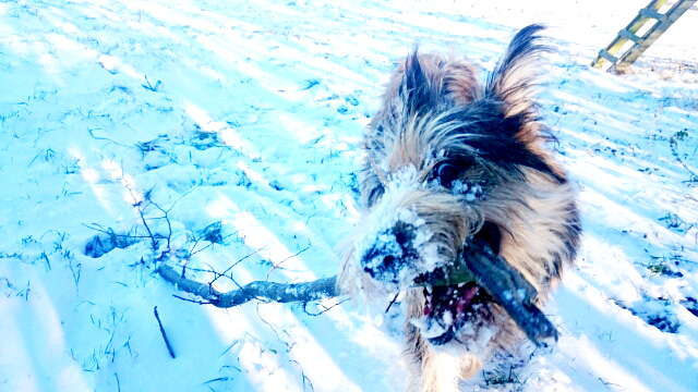 Sirius im Schnee