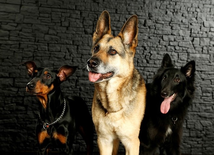 die Chaos Bande :-)