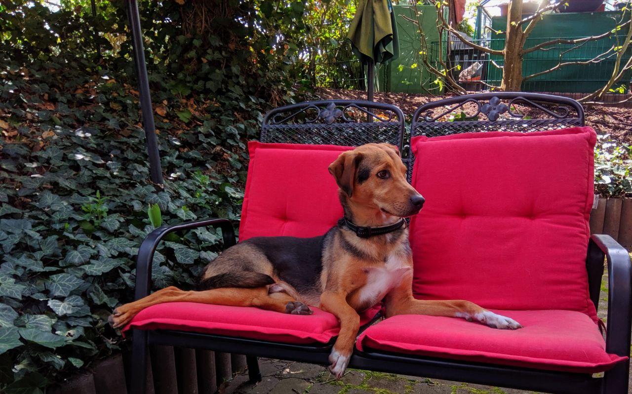 Pino, gerade neu bei uns