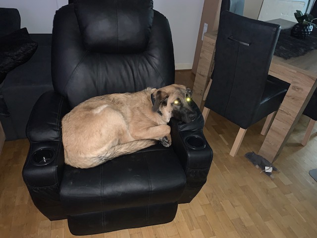 Balu auf dem Lieblingssessel