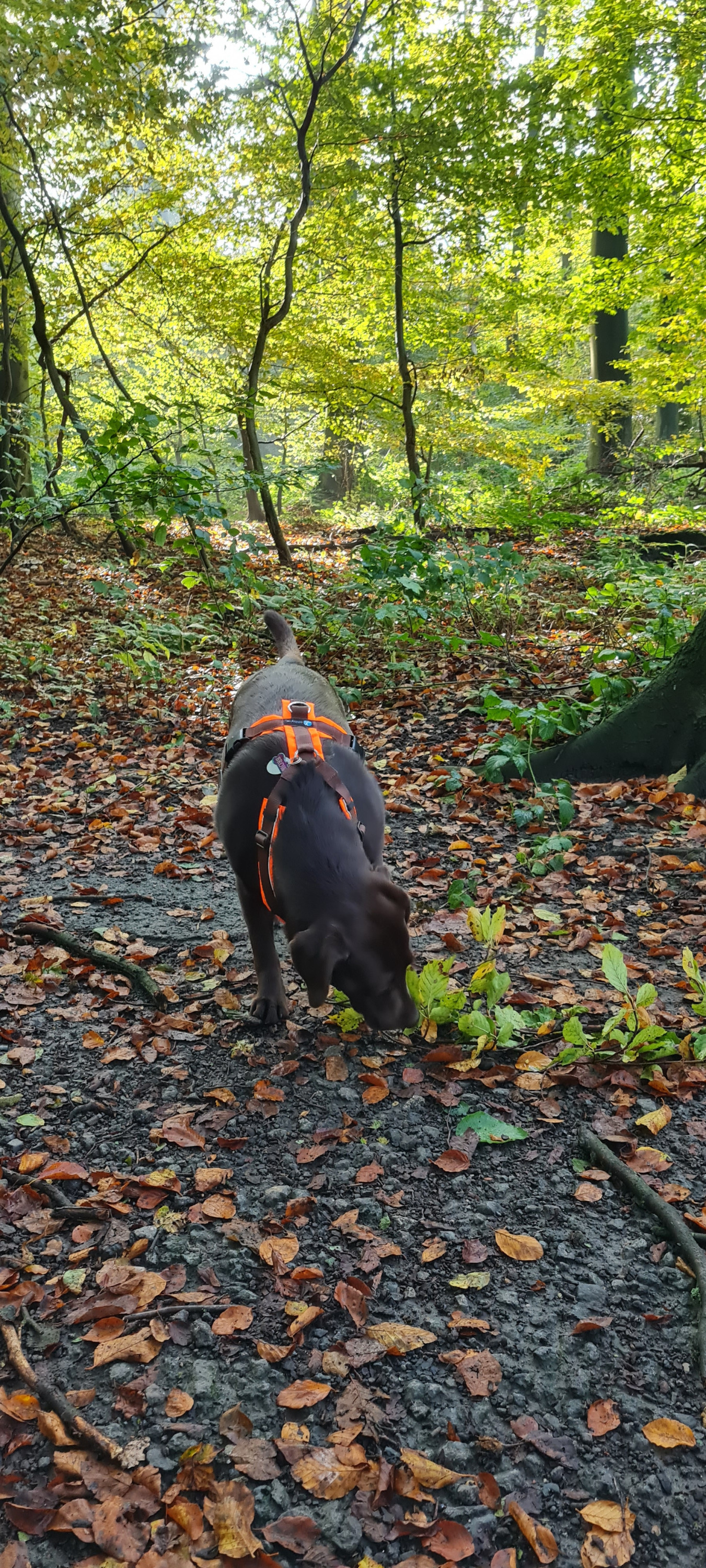 Herbstliches Sonnenbad und ein gemütlicher Waldspaziergang