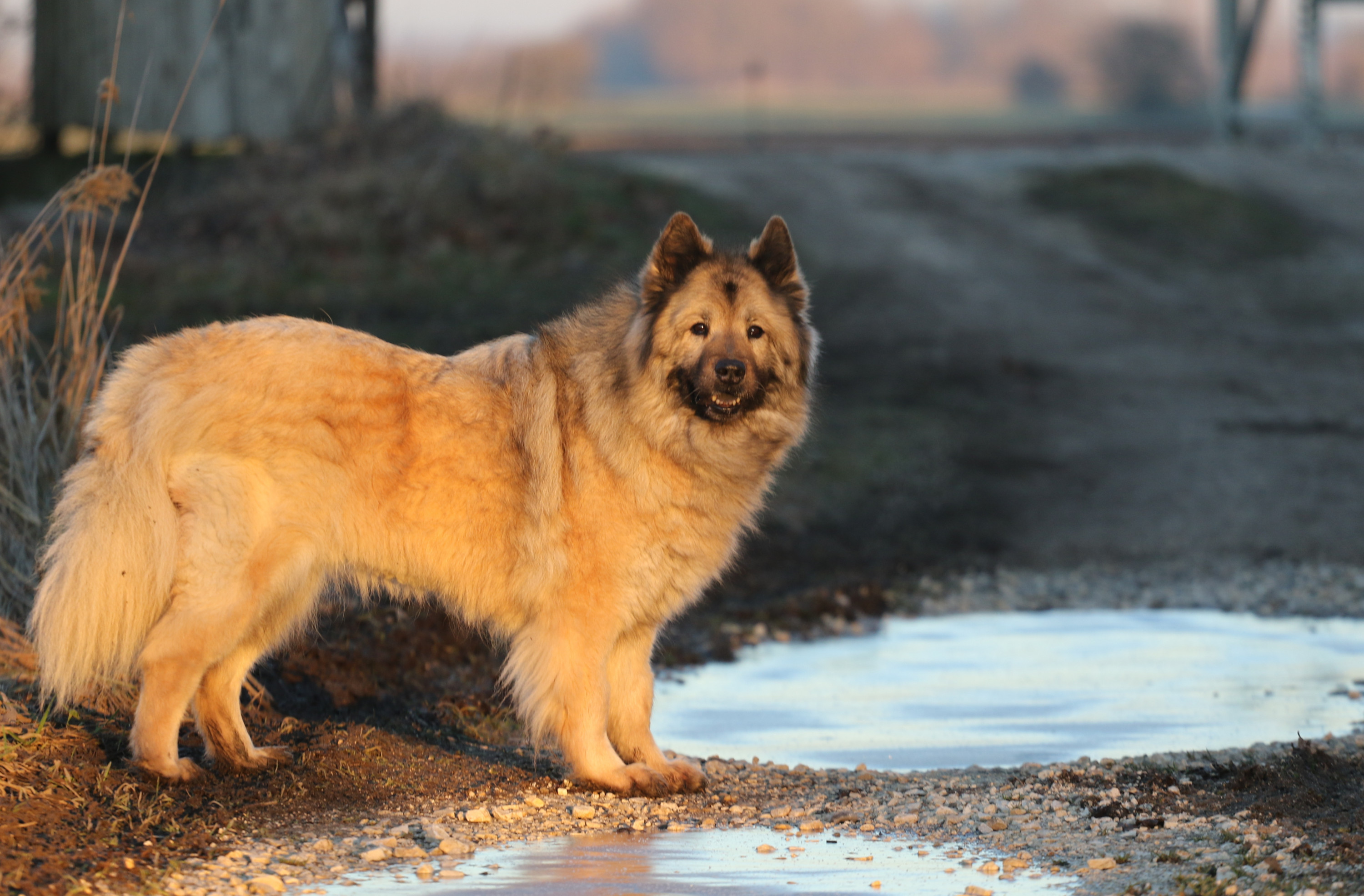 Bella im Abendlicht