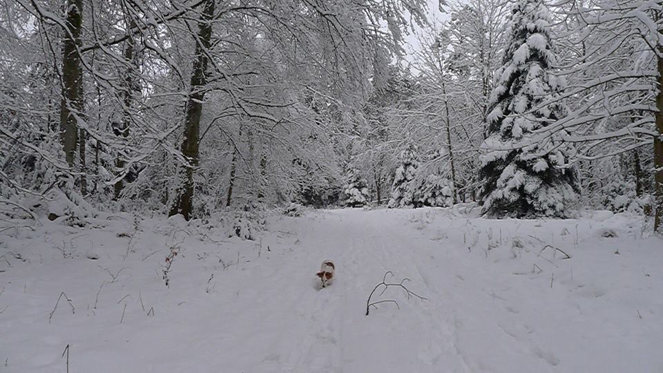 Luzie im Winterwald