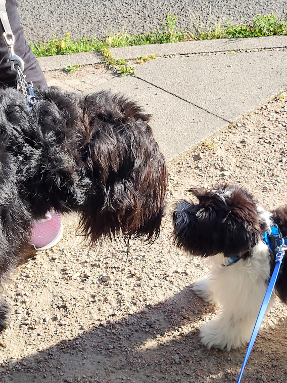 Riese(nschnauzer) trifft Zwerg(schnauzer)