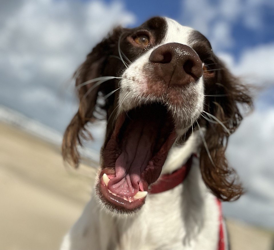 Haaaaalooooo! Mein Name ist Erwin.