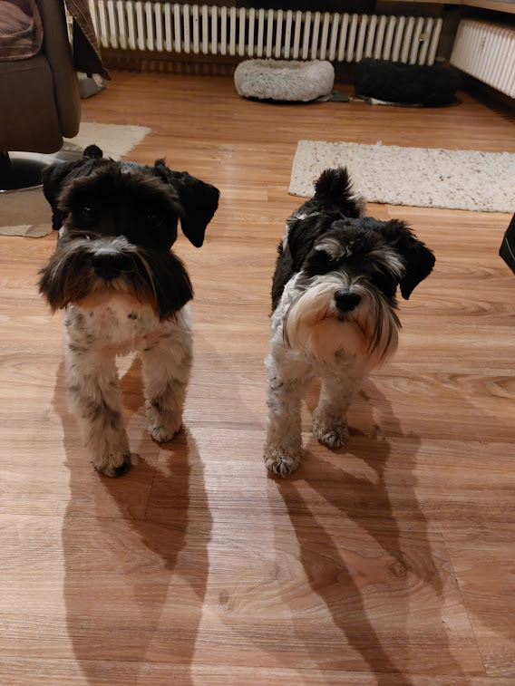 Georgie mit Wurfschwester Tilly ( Grace )
