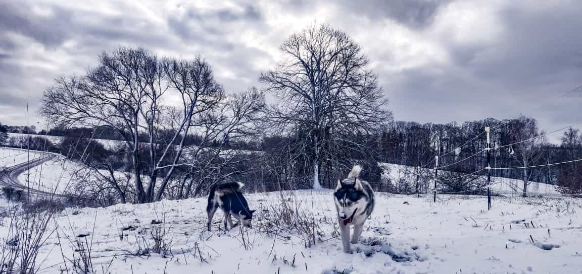 Auf der Pferdeweide bei dem, was wir hier noch als Schnee bekommen ...