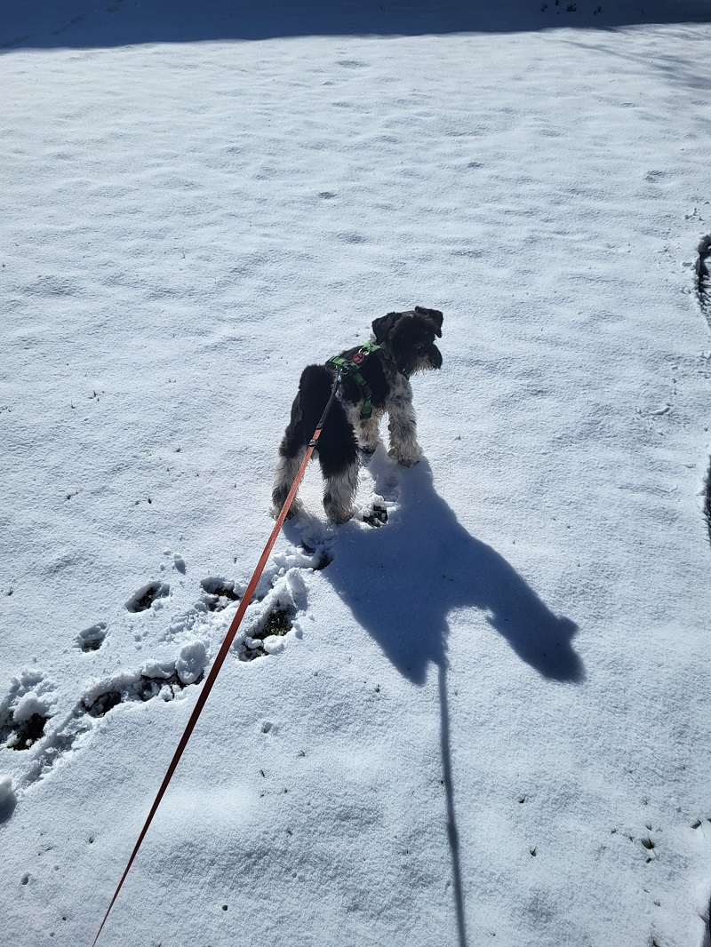 auf der frisch verschneiten Wiese