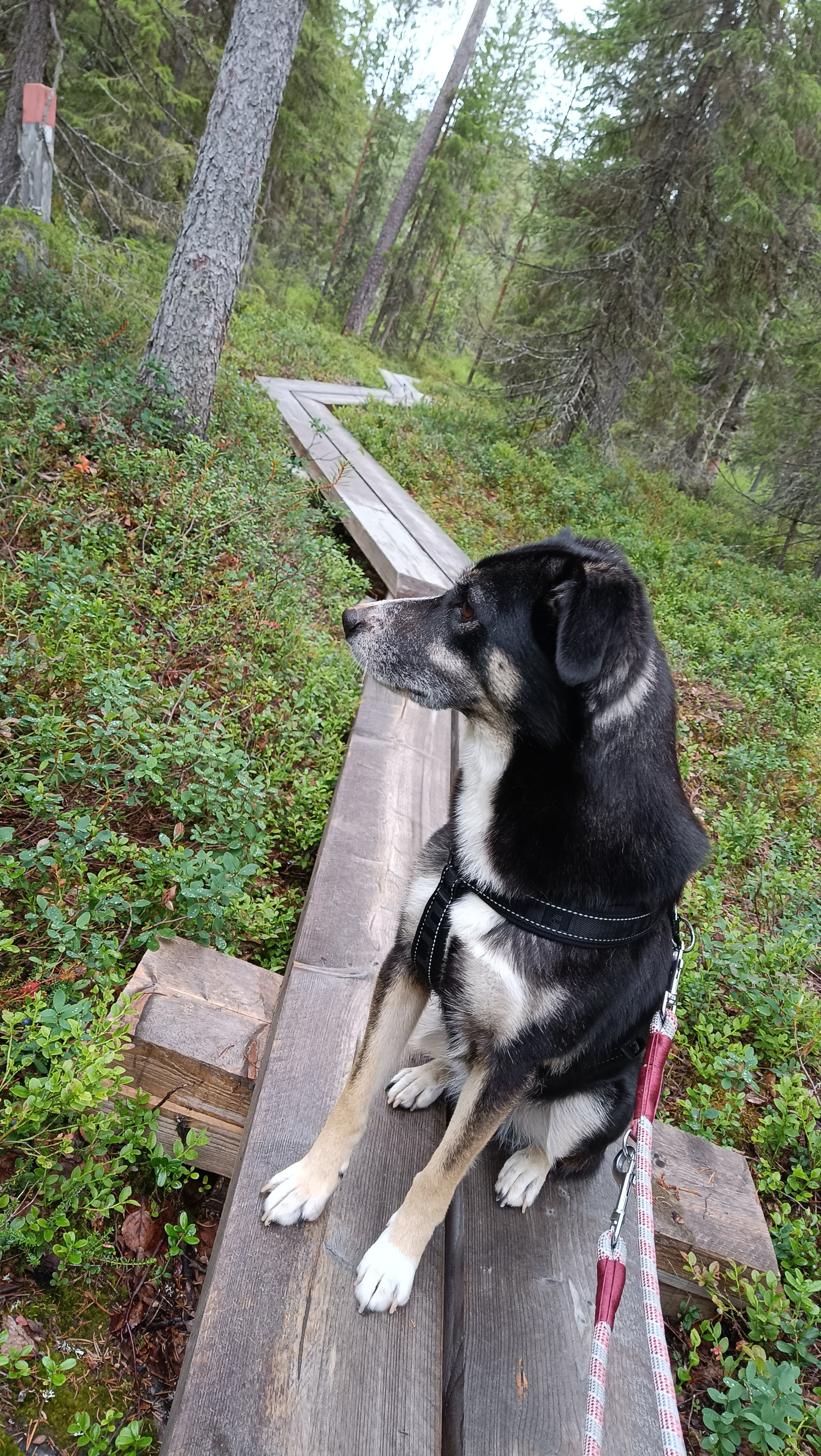 Wandern mit Orly