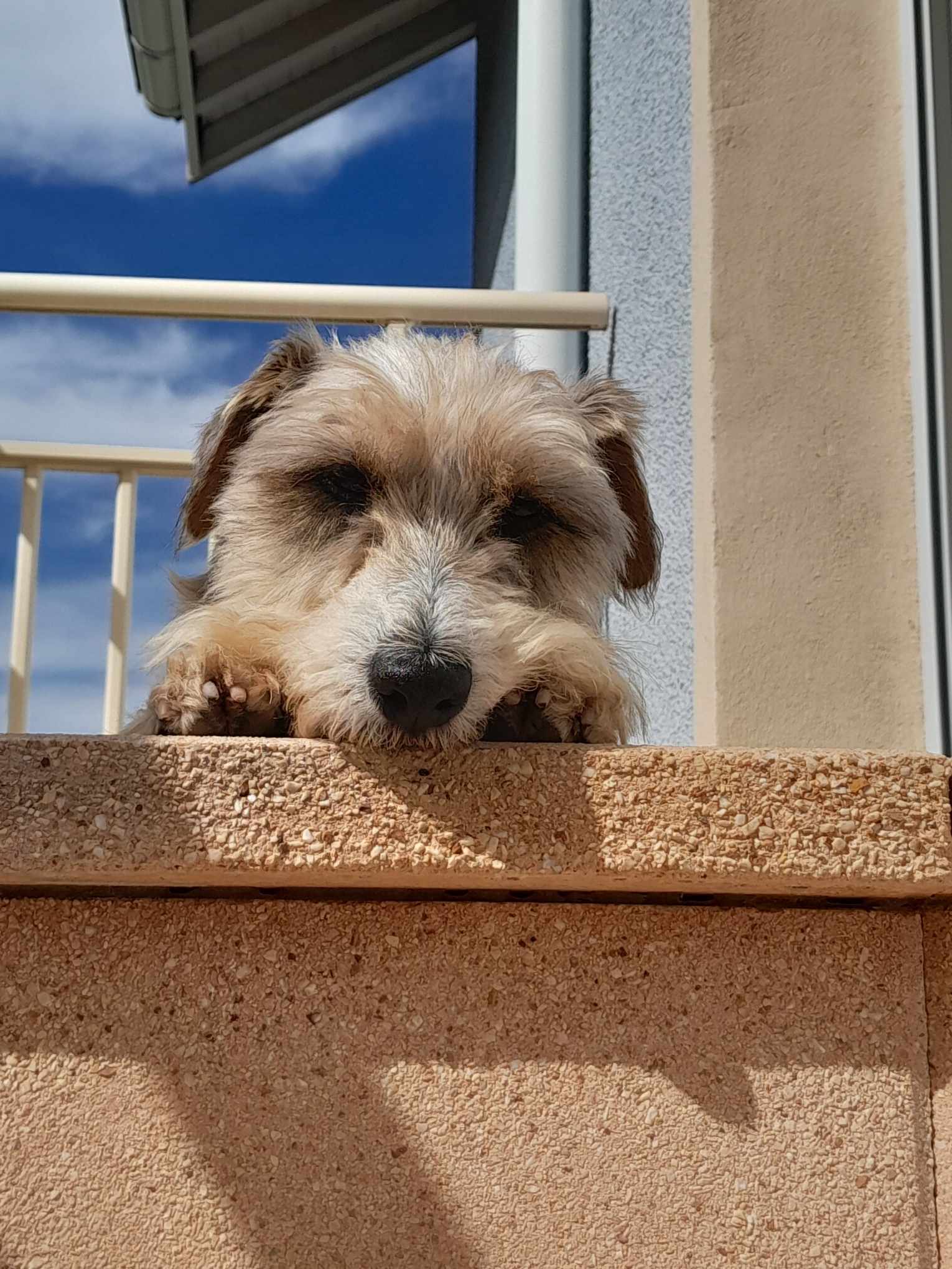 Jules DogForum de Das Gro e Rasseunabh ngige Hundeforum