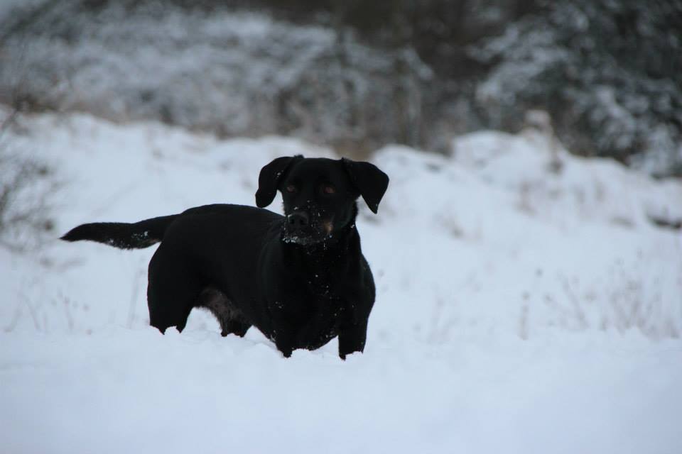 Schneehund