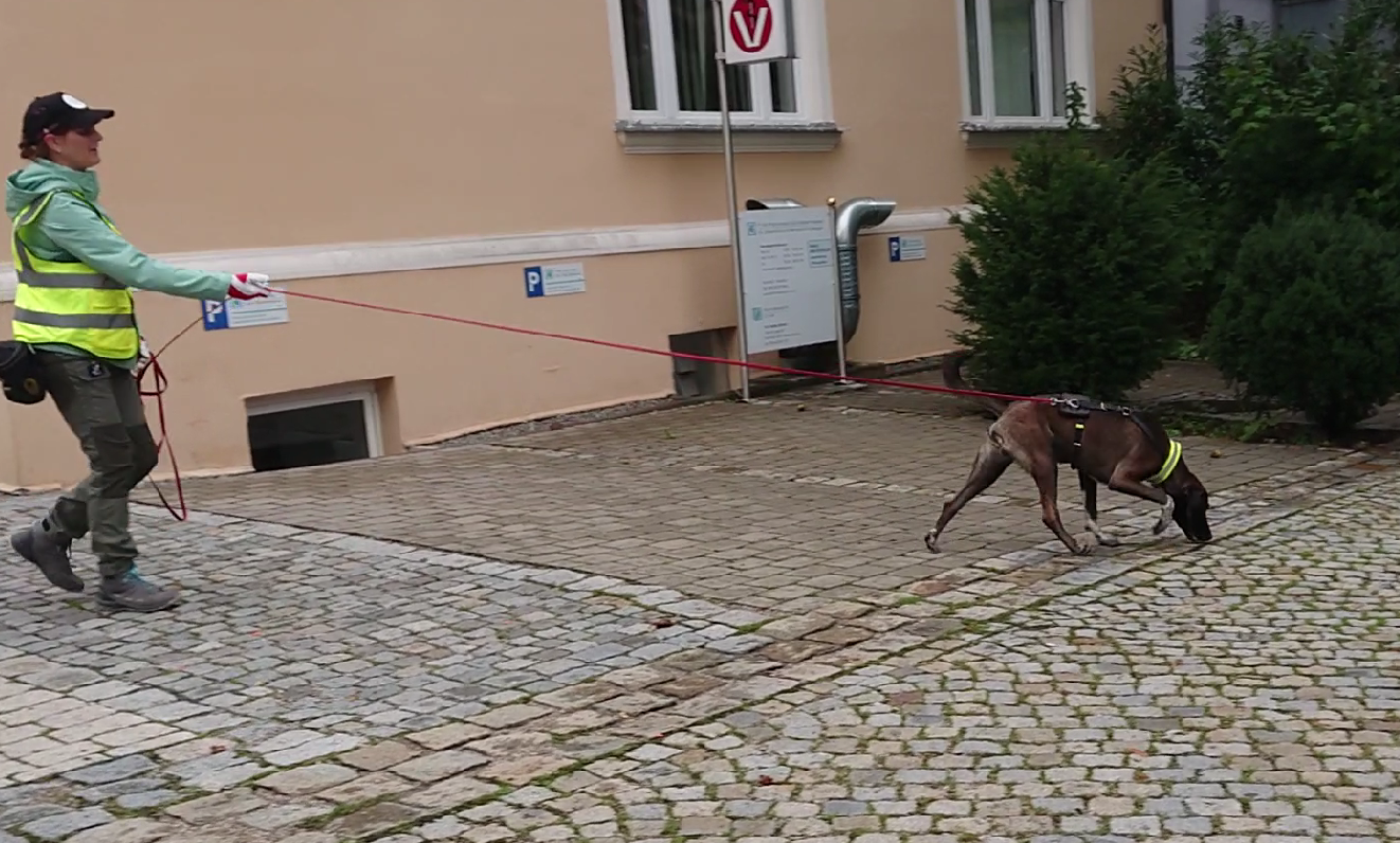 Mantrailing 2023