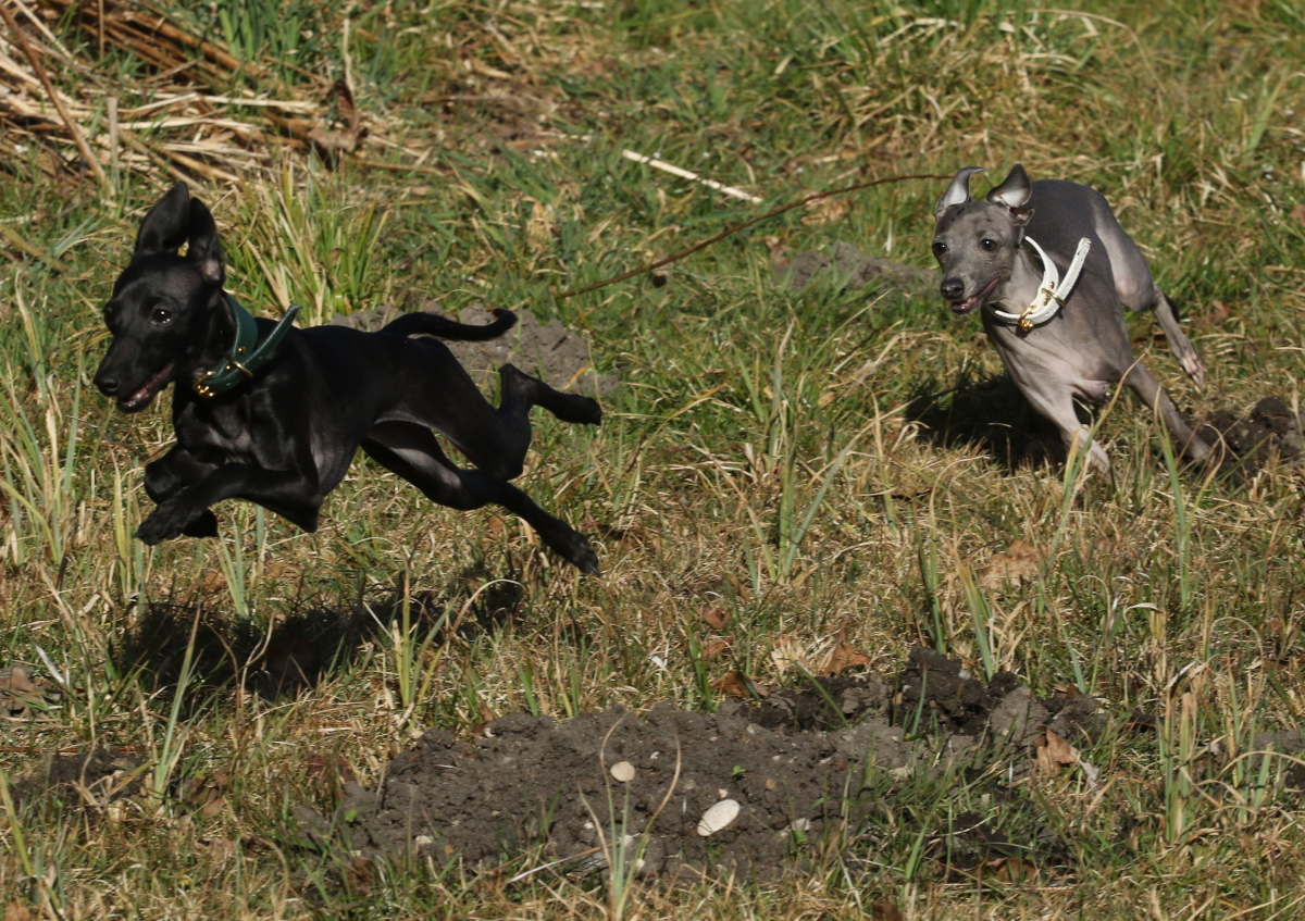 Miniwindhunde beim Rennen