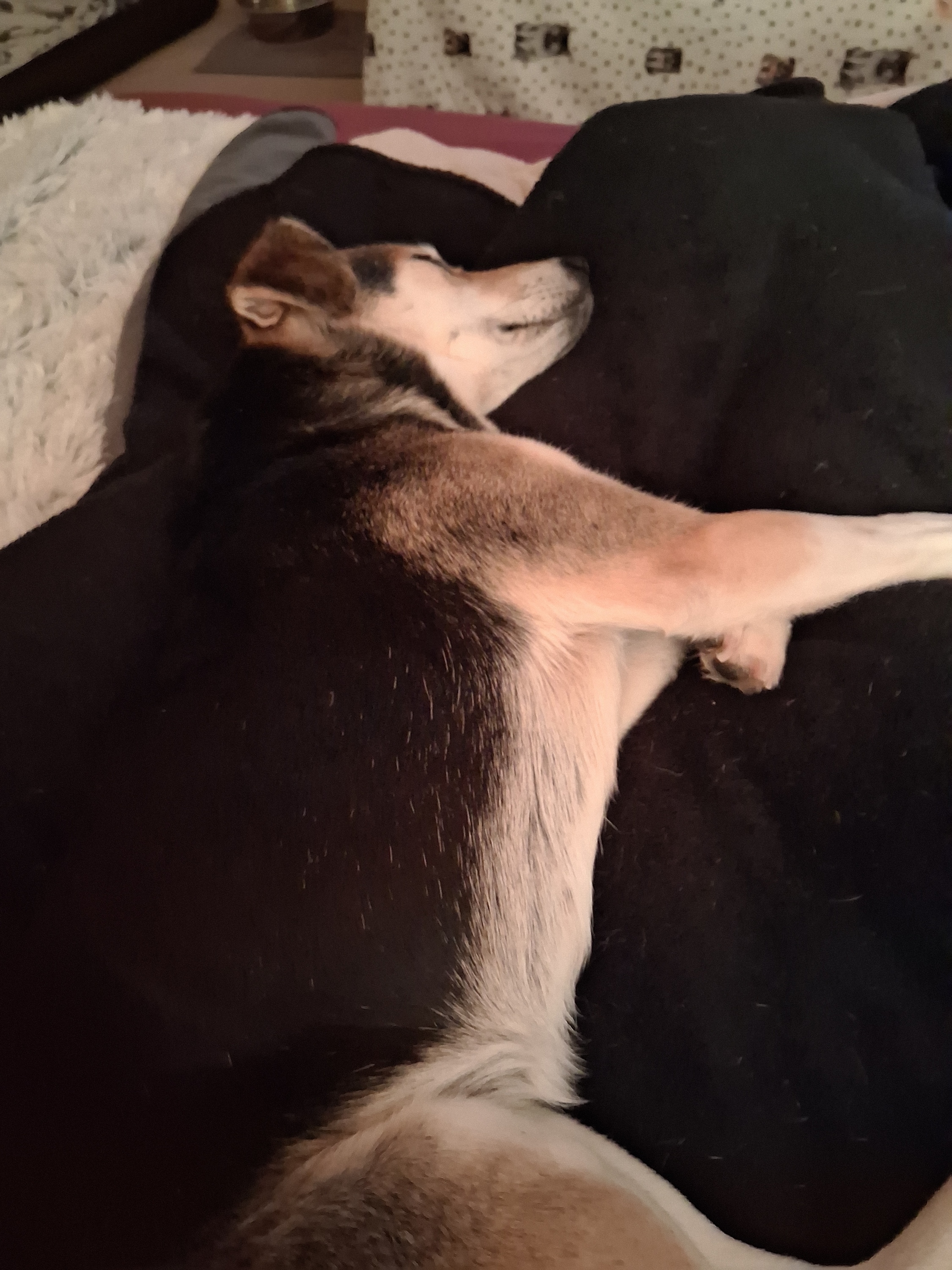 Schlafen neben Frauchen