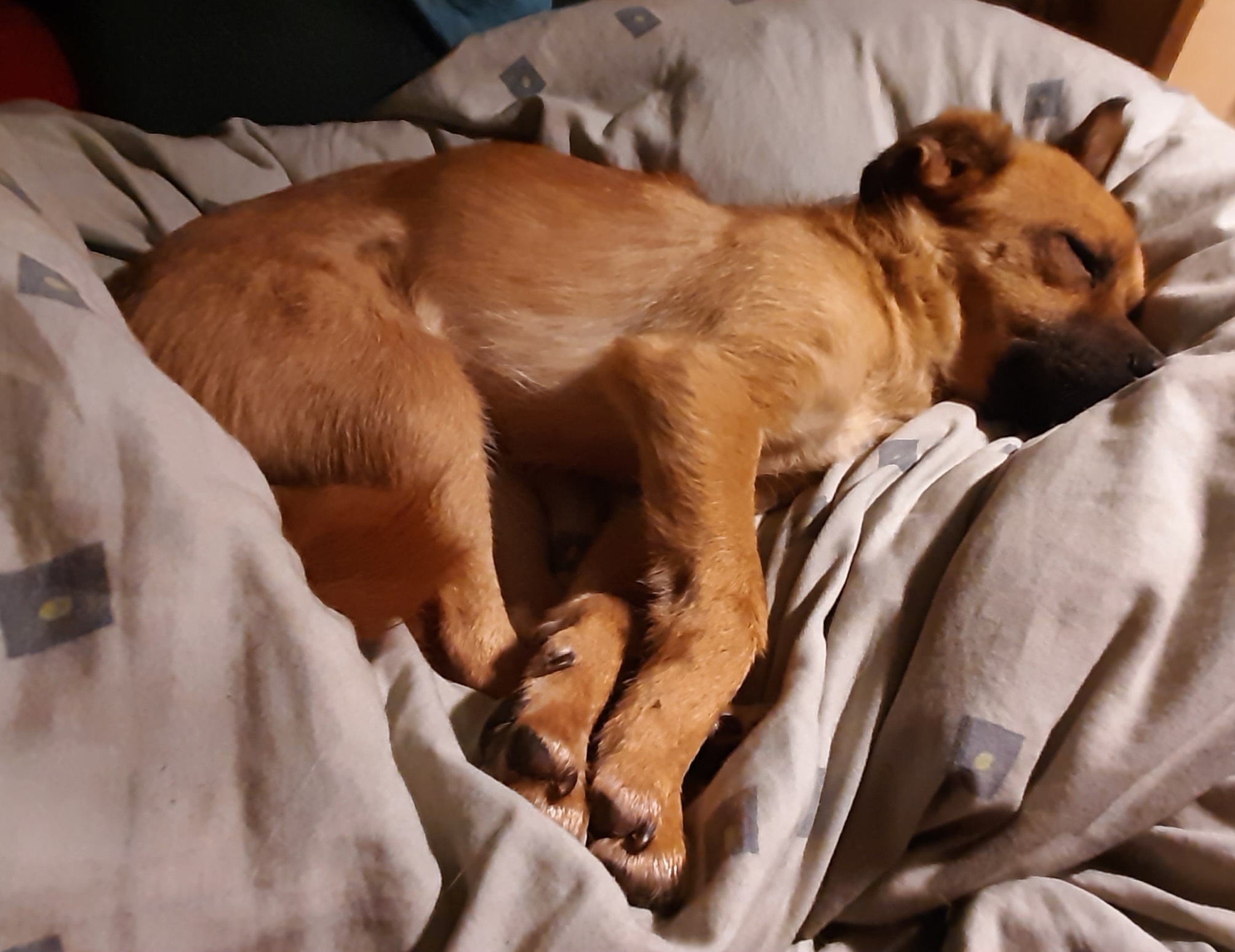 Leo sieht mal wieder aus wie ein Welpe