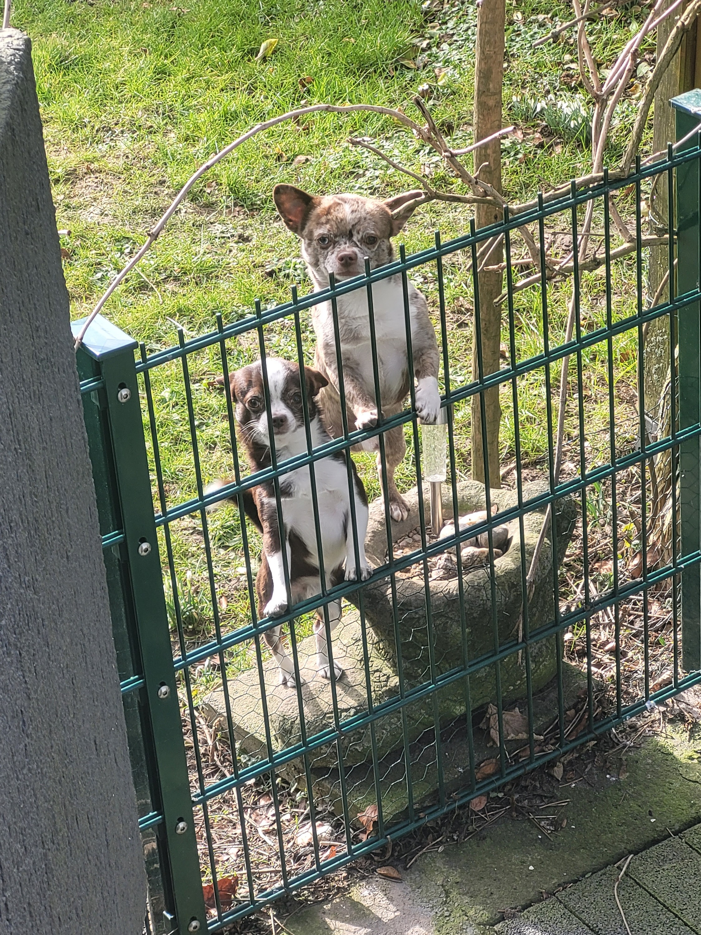 Wachhunde auf ihrem Posten