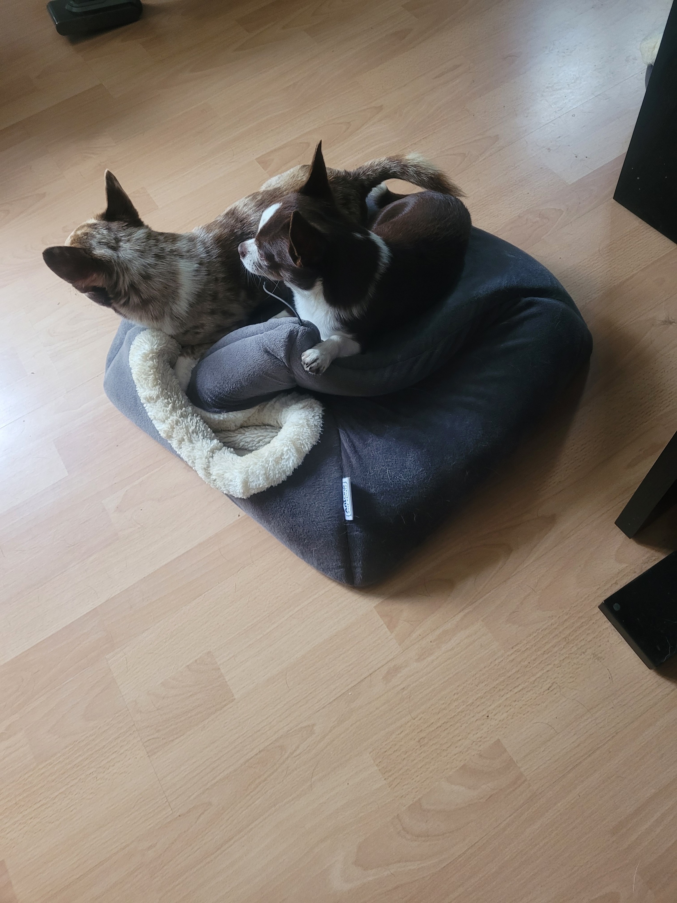 Schlafhöhlen sind nicht nur innen weich