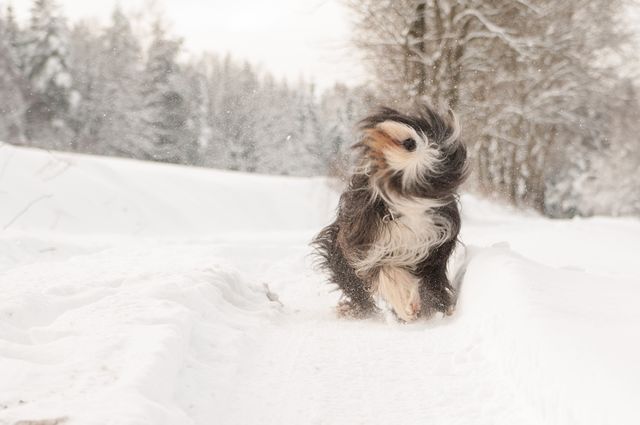 Schüttelfrost