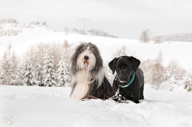die zwei Schneemonster