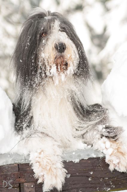 Schneemann