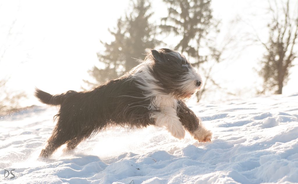 Flughund