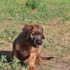 Siggi