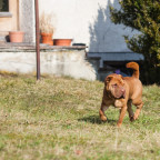 Elvis im Garten 1