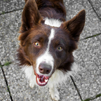 Monty der BorderCollie