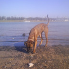 Sommer am Rhein