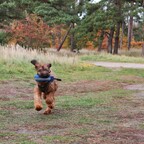 Aportieren macht Spaß
