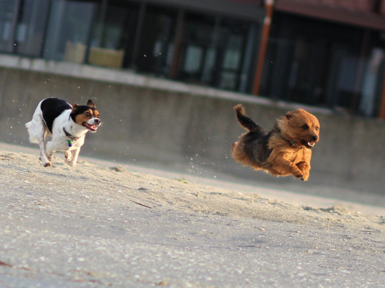 Der fliegende Hund