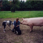 Mixed Pigs