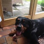 der knochen