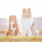 Die Hundemädchen im Sonnenuntergang