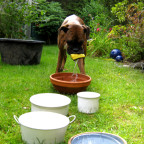 Sommer 2014 - Wasserübungen2 (da war der Schwamm dem Hund etwas zu nass :D)