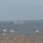 Am Dümmer