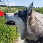 Thor kurz vorm Niesanfall